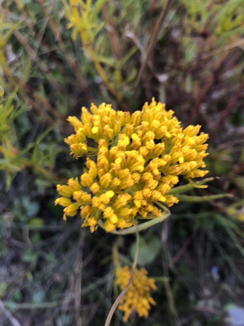 Brown's Yellowtops photo 7
