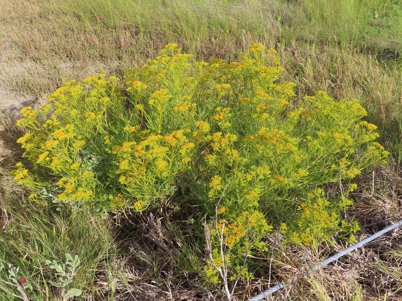 Brown's Yellowtops photo 8