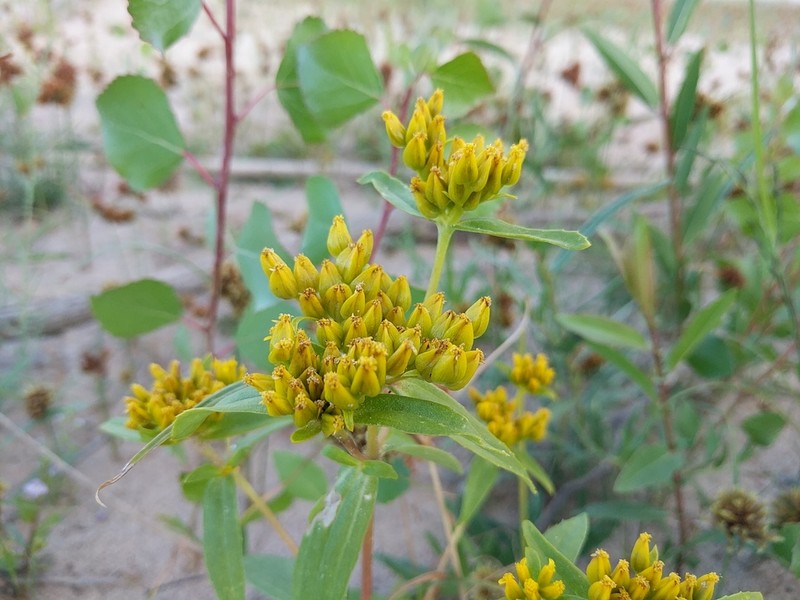 Alkali Yellowtops