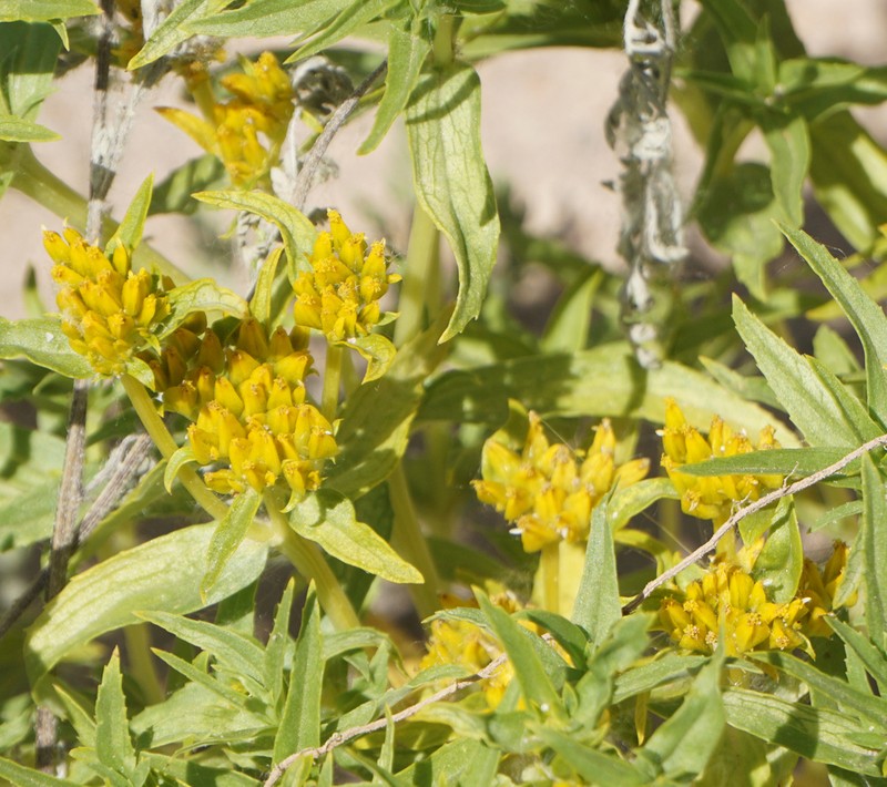 Alkali Yellowtops photo 2