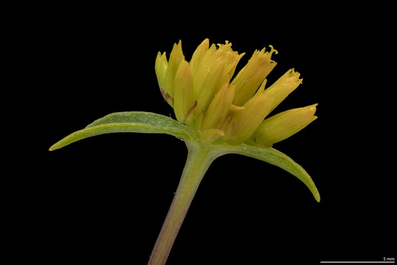 Alkali Yellowtops photo 3