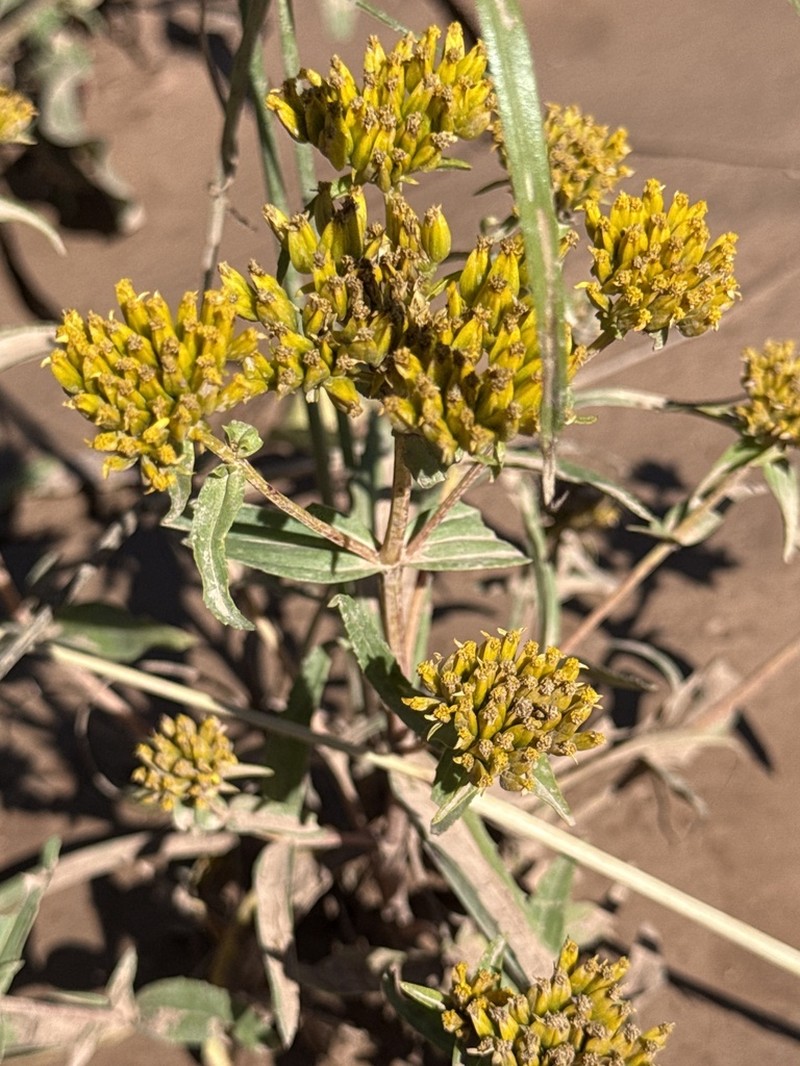 Alkali Yellowtops photo 4