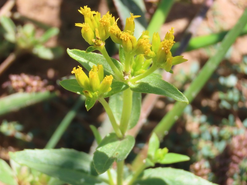 Alkali Yellowtops photo 5