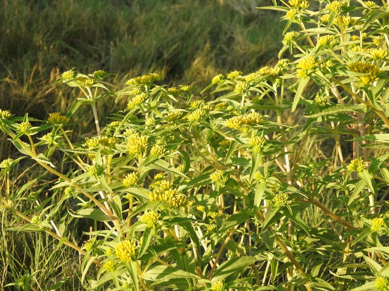 Alkali Yellowtops photo 6