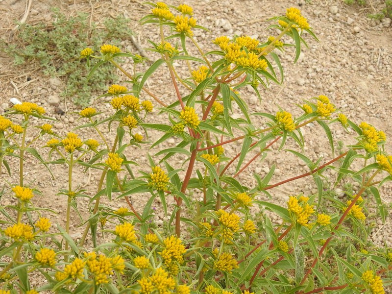 Alkali Yellowtops photo 7