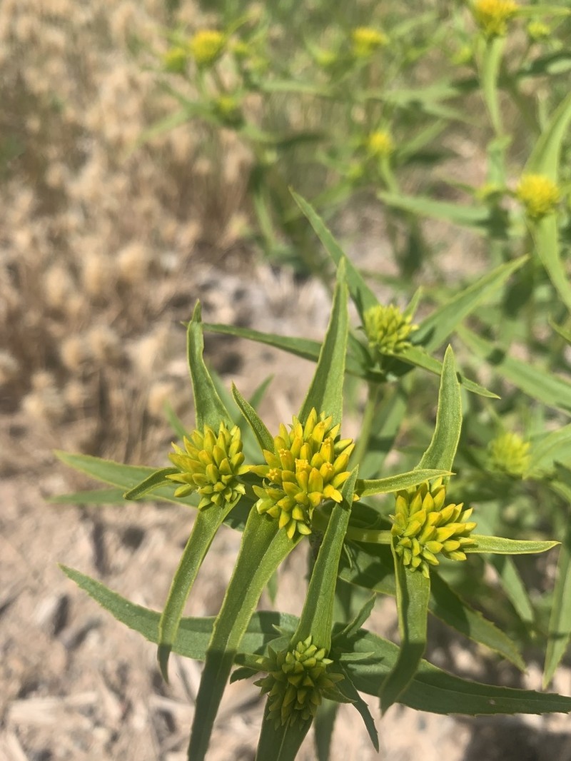 Alkali Yellowtops photo 8