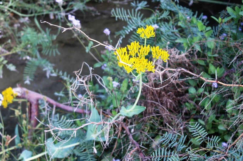 Clasping Yellowtops