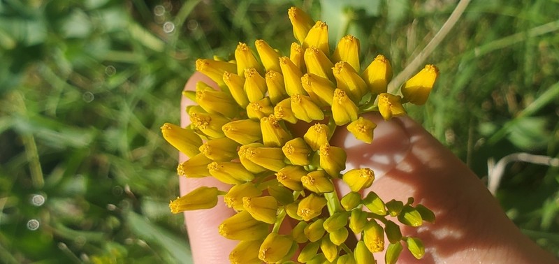 Clasping Yellowtops photo 2