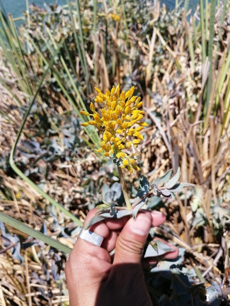 Clasping Yellowtops photo 3