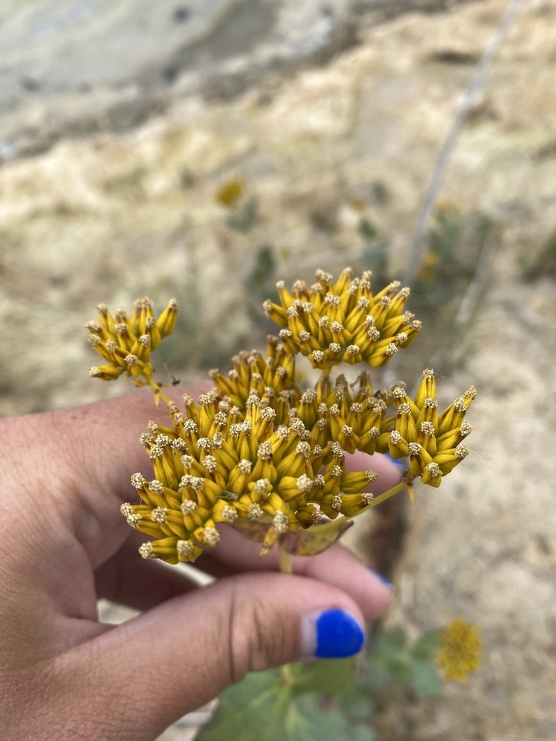 Clasping Yellowtops photo 4