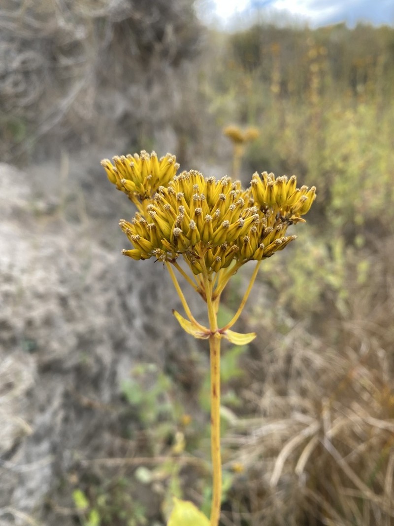 Clasping Yellowtops photo 5