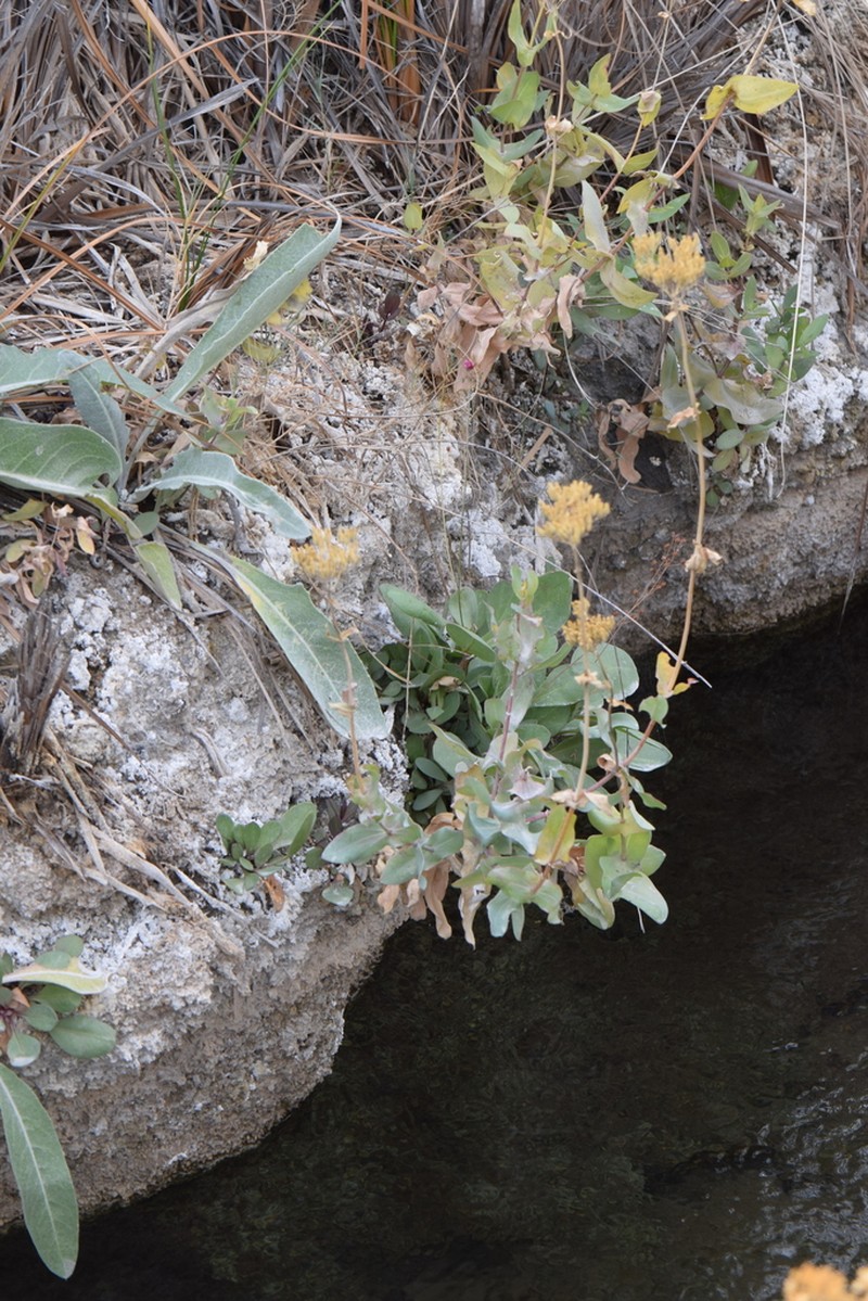 Clasping Yellowtops photo 6