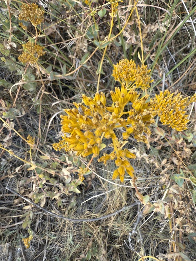 Clasping Yellowtops photo 7