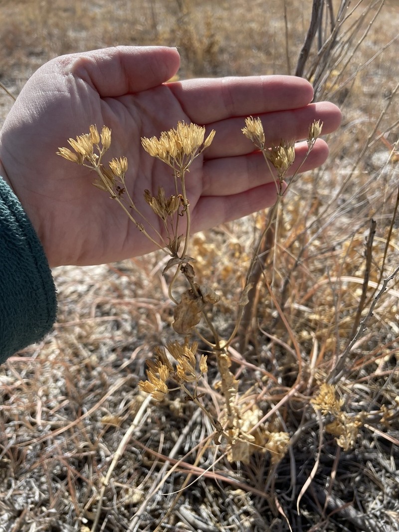 Clasping Yellowtops photo 8