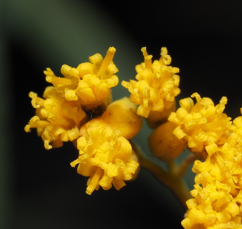 Flaveria cronquistii photo 2