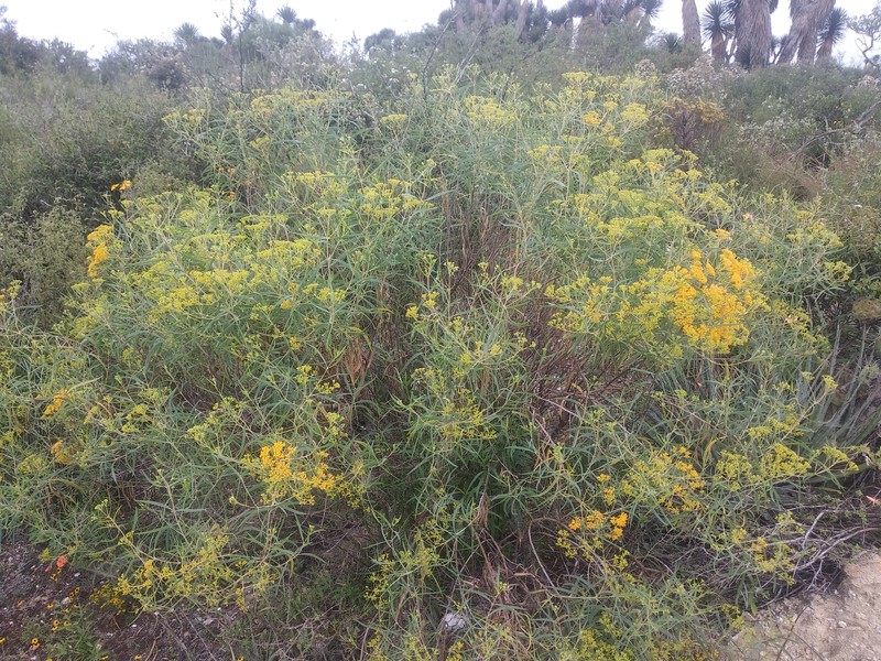 Flaveria cronquistii photo 5