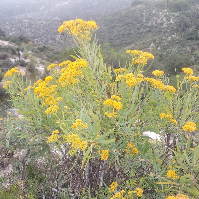 Flaveria cronquistii photo 6