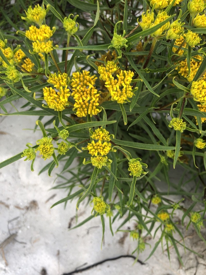 Florida Yellowtops