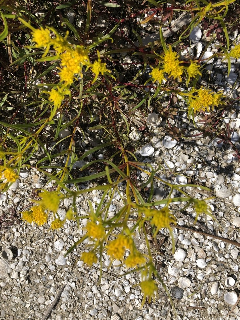 Florida Yellowtops photo 2