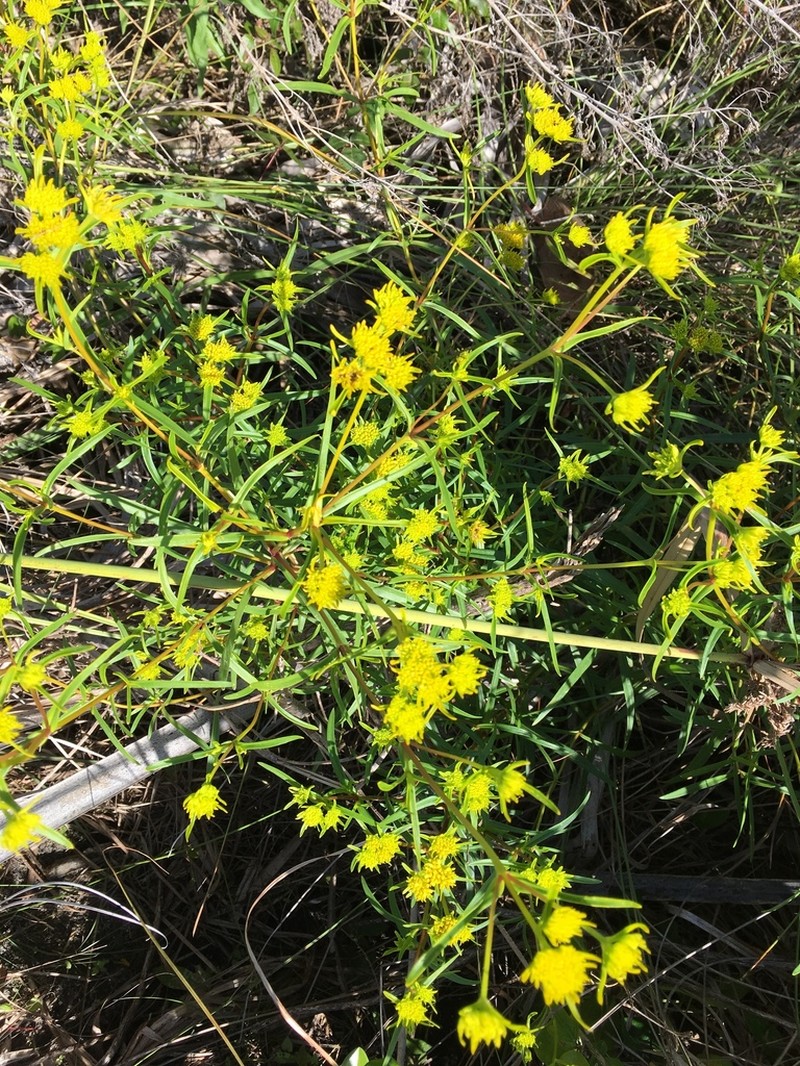 Florida Yellowtops photo 3