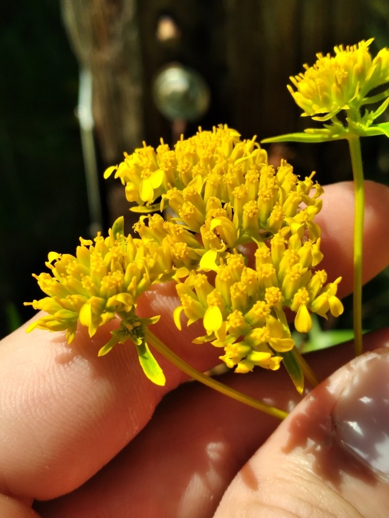 Florida Yellowtops photo 4