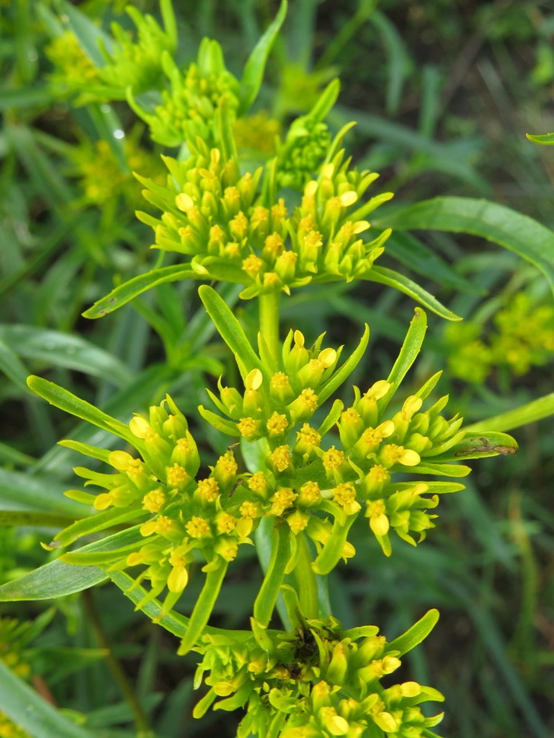 Florida Yellowtops photo 5