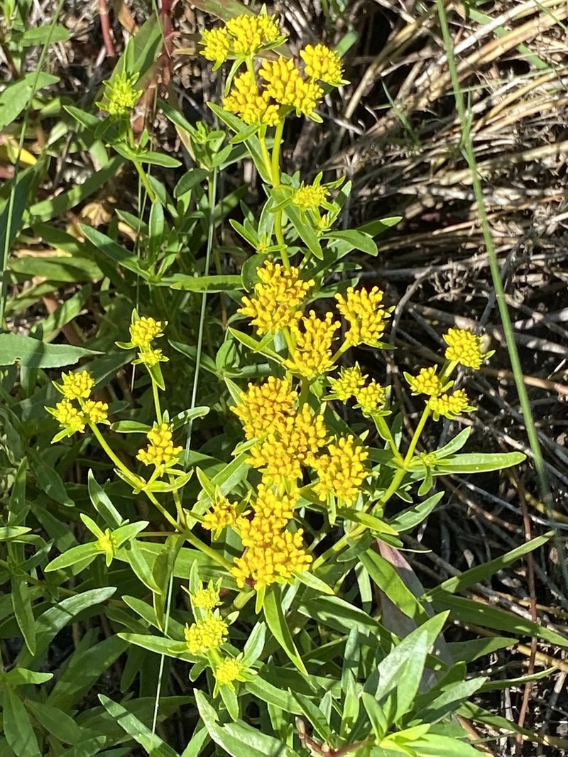 Florida Yellowtops photo 6