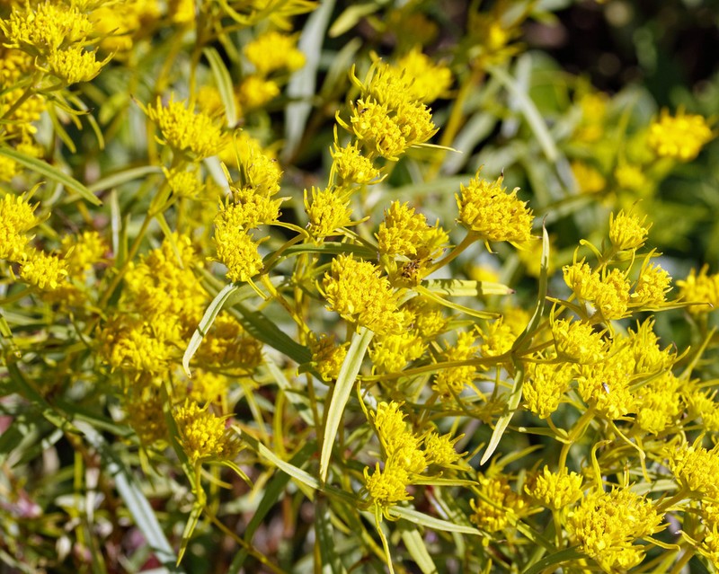 Florida Yellowtops photo 7