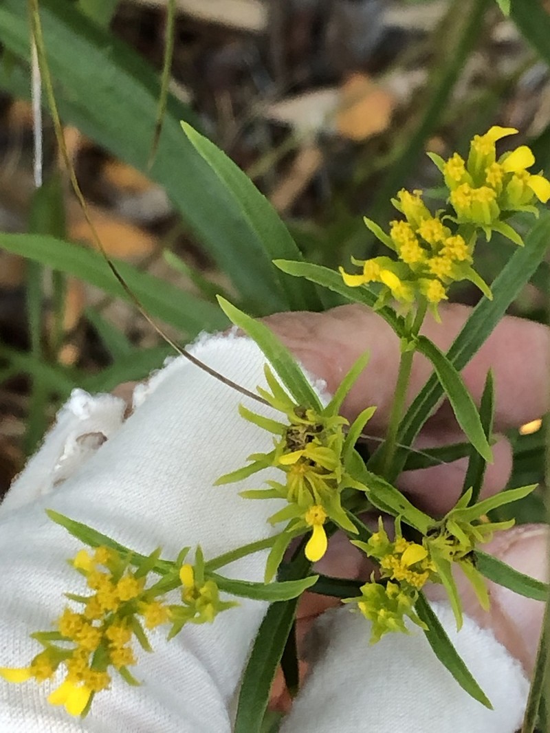 Florida Yellowtops photo 8