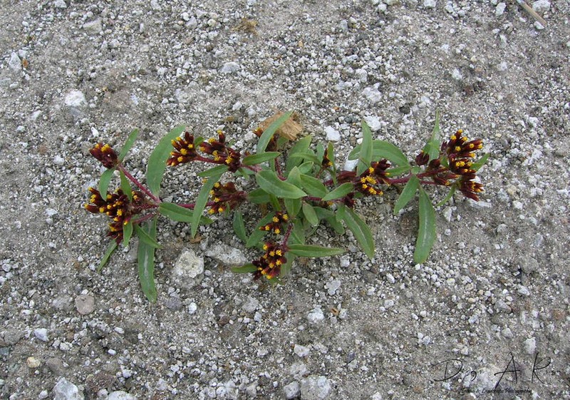 Flaveria haumanii