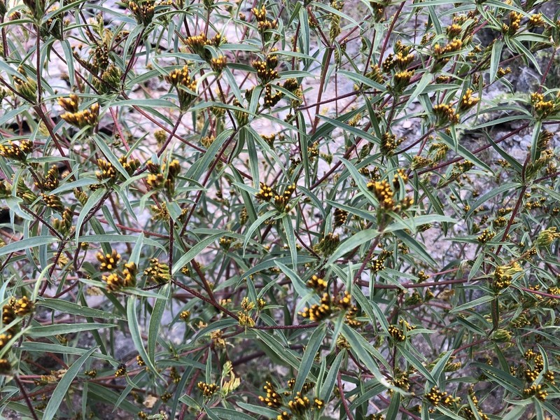 Flaveria haumanii photo 2