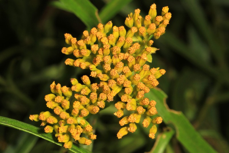 Narrowleaf Yellowtops