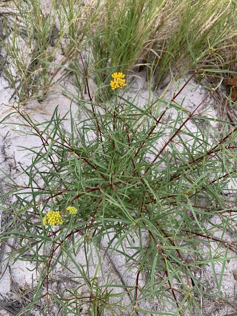 Narrowleaf Yellowtops