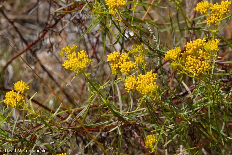 Narrowleaf Yellowtops photo 2