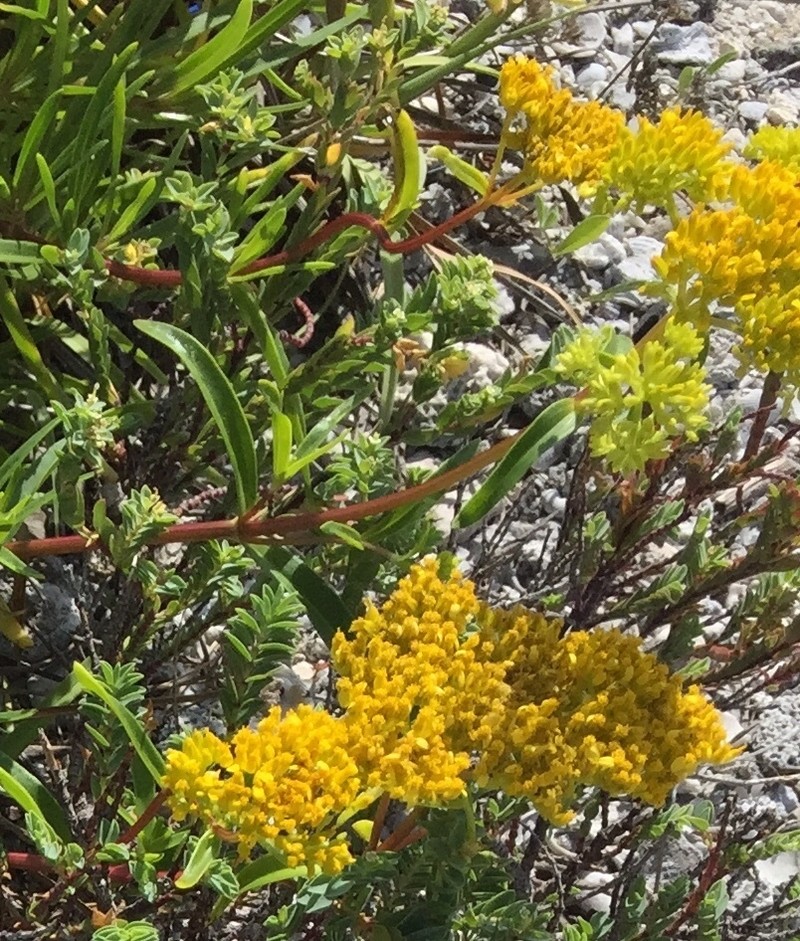 Narrowleaf Yellowtops photo 3