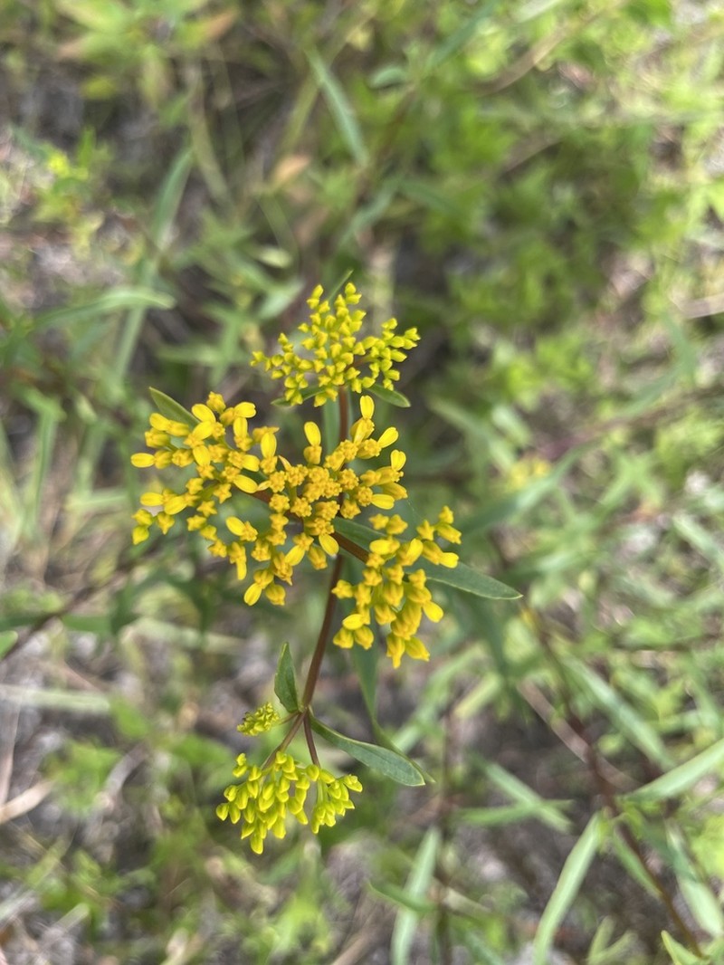 Narrowleaf Yellowtops photo 4