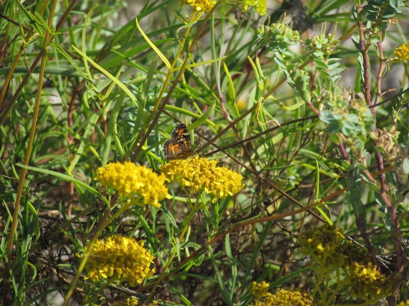 Narrowleaf Yellowtops photo 5
