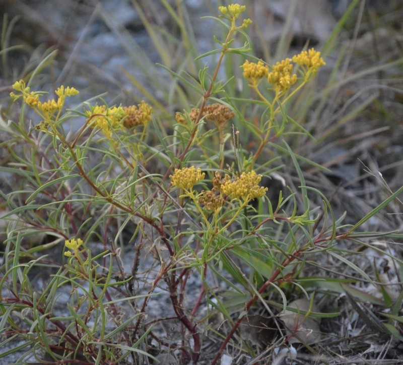 Narrowleaf Yellowtops photo 6