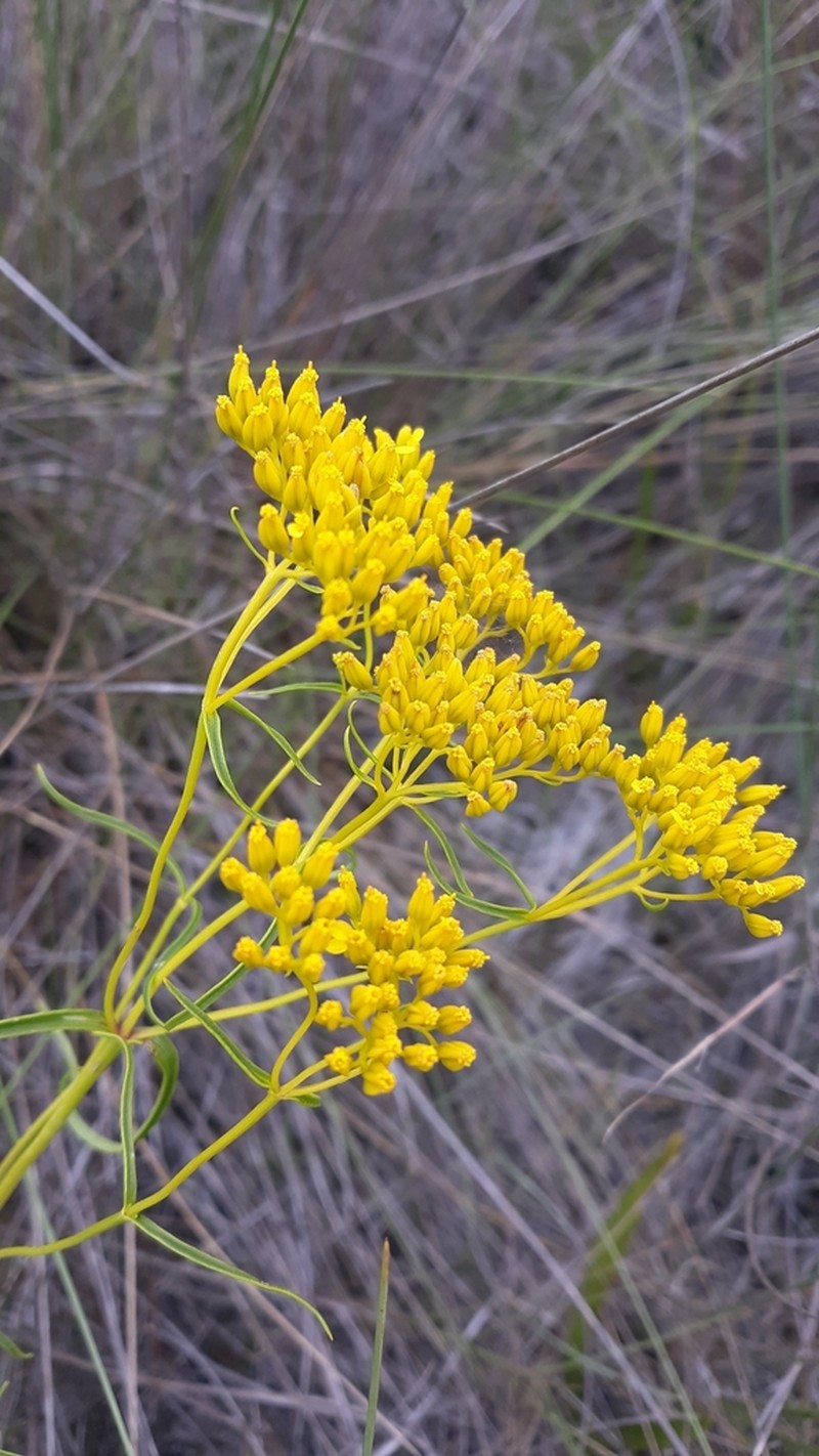 Narrowleaf Yellowtops photo 7