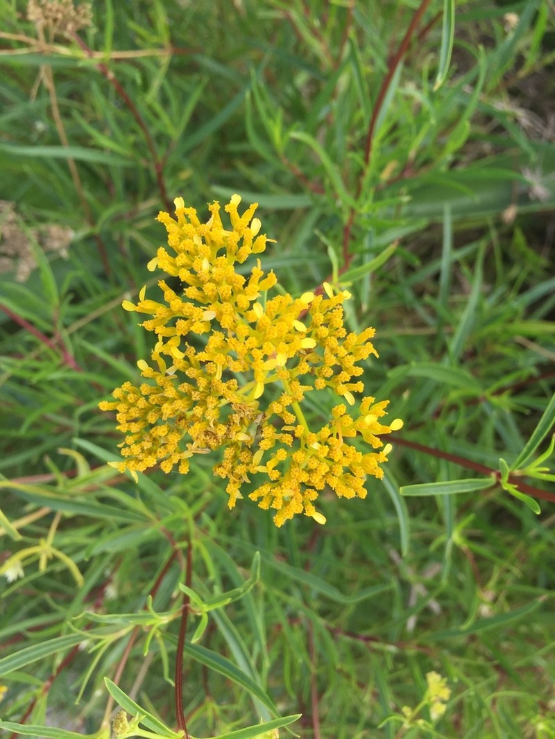 Narrowleaf Yellowtops photo 8