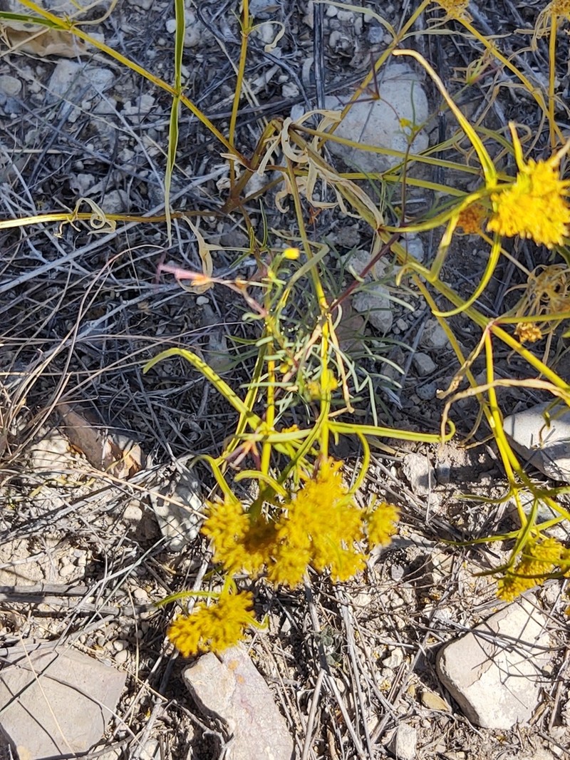 Flaveria oppositifolia photo 2