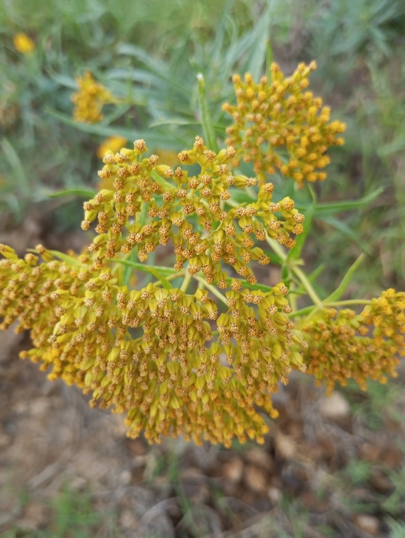 Flaveria oppositifolia photo 4