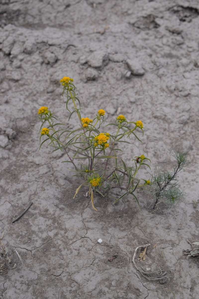 Flaveria oppositifolia photo 5