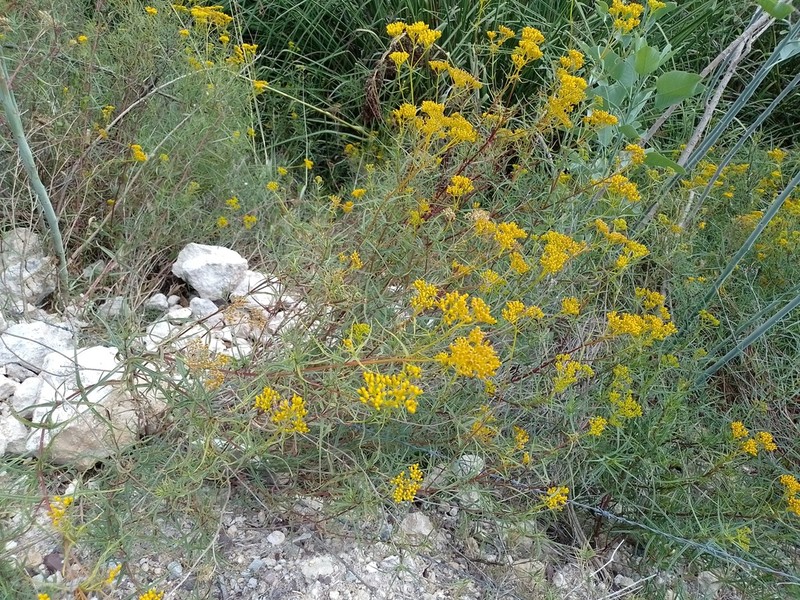 Flaveria oppositifolia photo 6