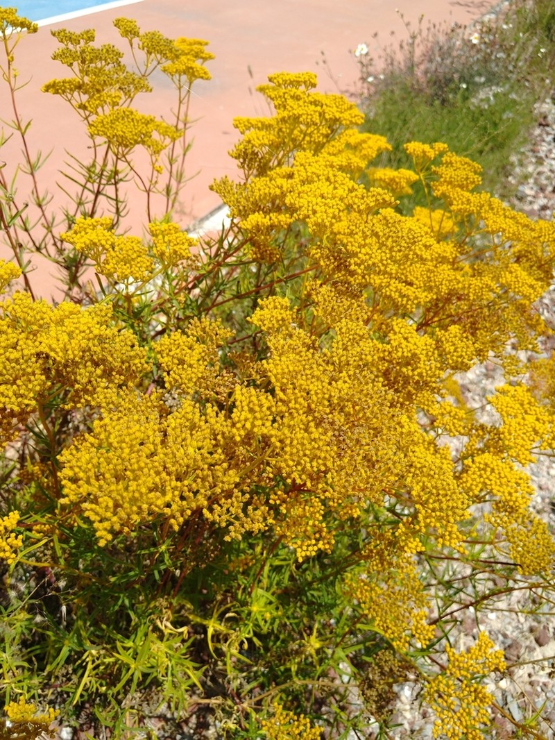 Flaveria oppositifolia photo 7