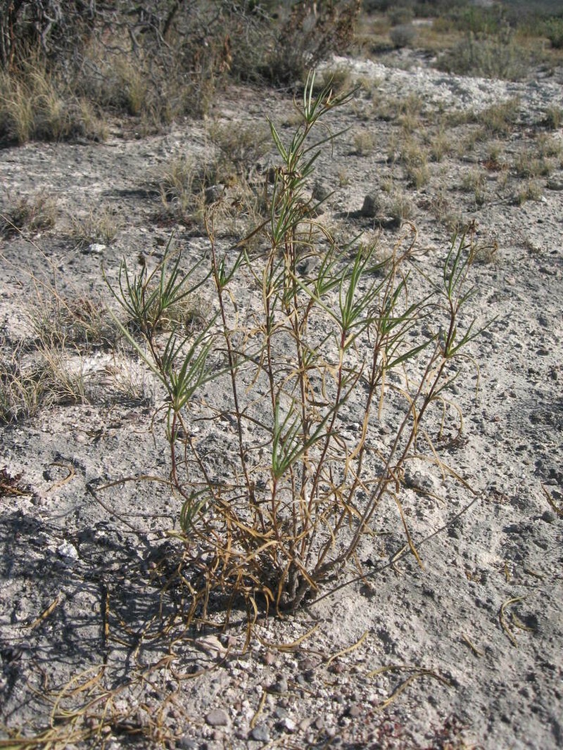 Flaveria oppositifolia photo 8