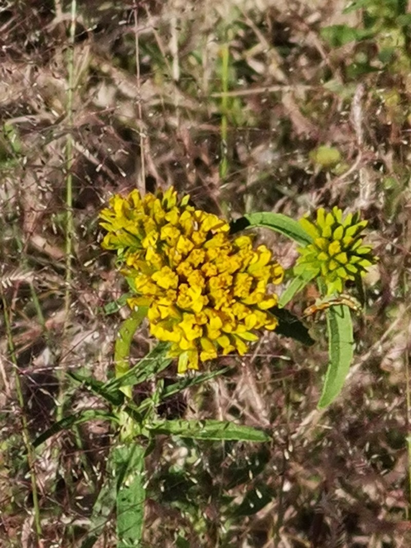 Flaveria palmeri photo 2