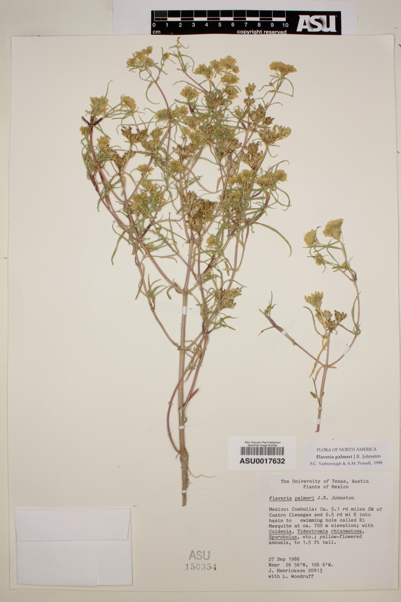 Flaveria palmeri photo 5