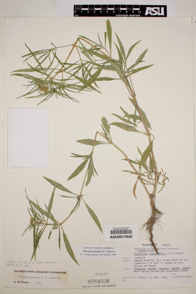 Flaveria palmeri photo 6