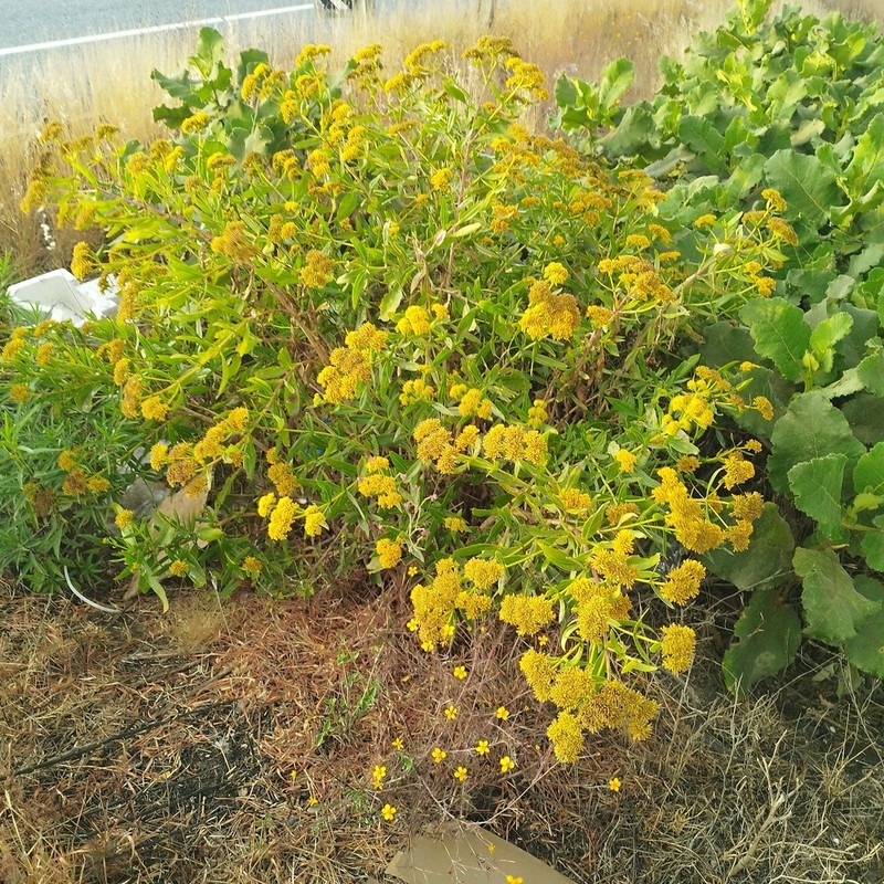 Flaveria pringlei